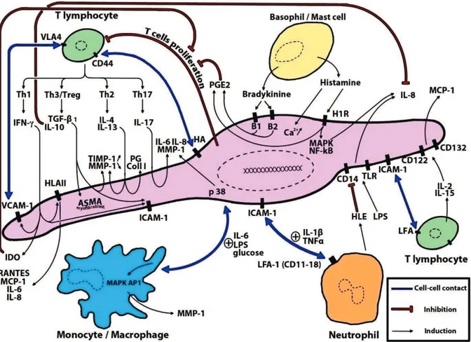 Figure 11 Schéma représentant un fibroblaste et ses différentes interactions 