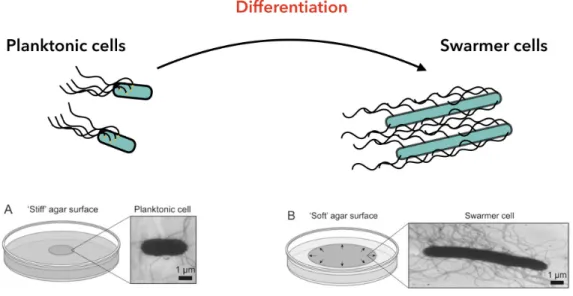 Fig. 1.1 Differentiation from planktonic to swarmer cells. Bacteria move by a range of mechanisms
