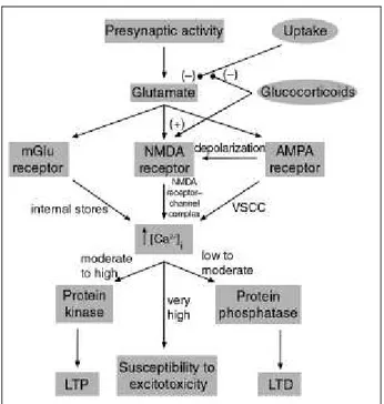 Fig 4 : Effet des glucocorticoïdes sur la transmission synaptique (LTP  – LTD) et exitotoxicité de l‟hippocampe, d‟après Kim 