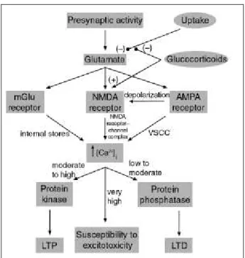 Fig 4 : Effet des glucocorticoïdes sur la transmission synaptique (LTP  – LTD) et exitotoxicité de l‟hippocampe, d‟après Kim 