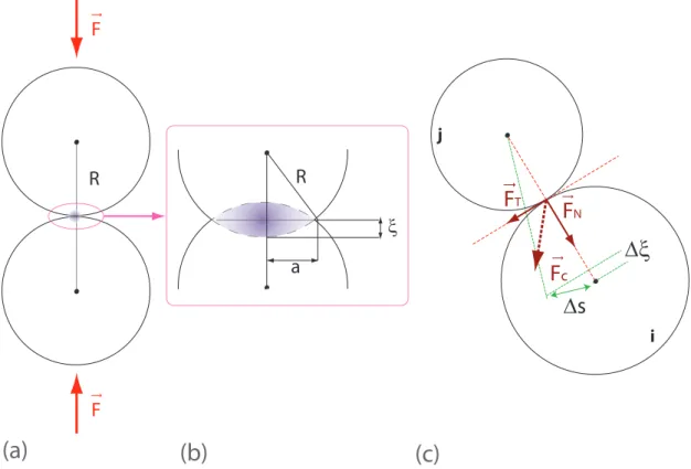 Figure 1.1 – (a) et (b) Contact de Hertz : la géometrie des grains confère au matériau granulaire une élasticité non-linéaire