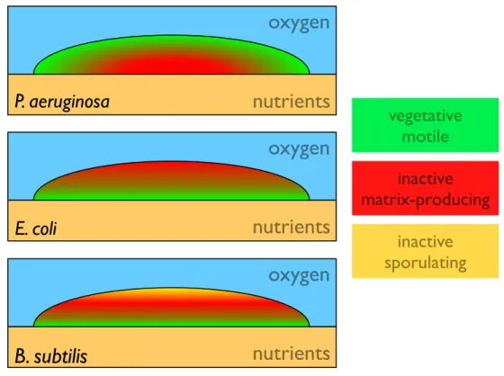 Figure 1.1 – Spatial distribution of different metabolic states and phenotypes for different strains biofilms grown on nutritive agar plates.