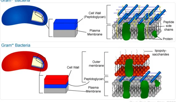 Figure 1.3 – Location and structure of the bacterial peptidoglycan.