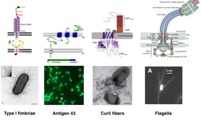 Figure 1.5 – Adhesins secretion and visualization in E. coli.