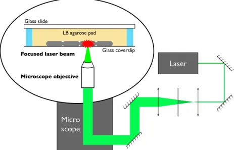 Figure 2.9 – Light path for laser albation.