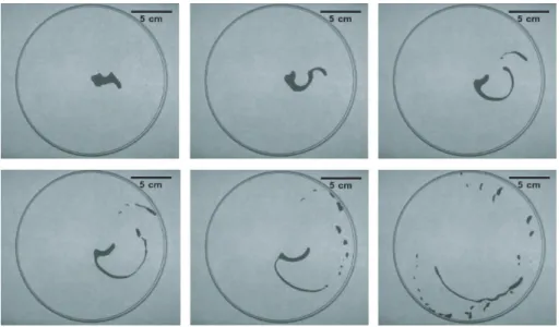 Fig. 2.12: Une grosse goutte de pentanol (en noir) pos´ee sur de l’eau satur´ee en pentanol se d´estabilise, et se brise en petits fragments sous l’influence des ´ecoulements