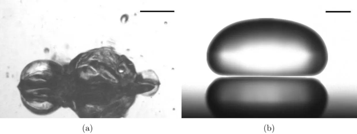 Figure 1.1 – Une goutte d’eau est posée sur une surface à différentes températures. (a) A une température légèrement au-dessus de la température d’ébullition, la goutte bout