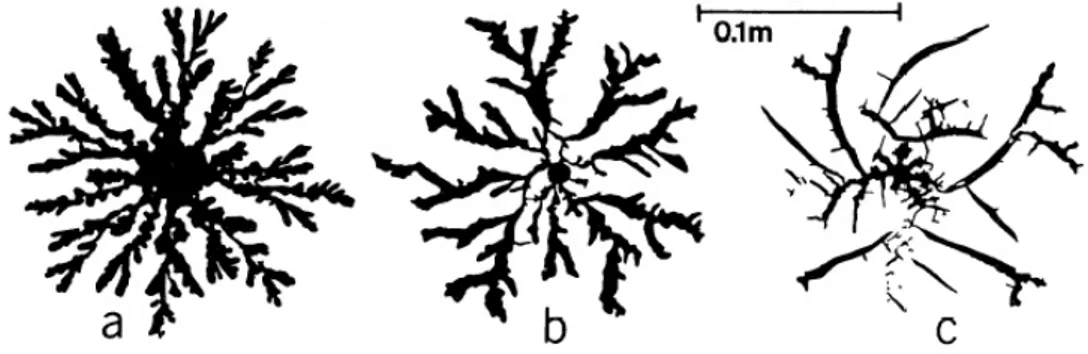 Fig. 1 – Injection d’eau dans des suspensions d’argile de concentration massique crois- crois-sante (8, 10 et 20%) : passage d’un motif de digitation visqueuse à un motif de fracture visco-élastique