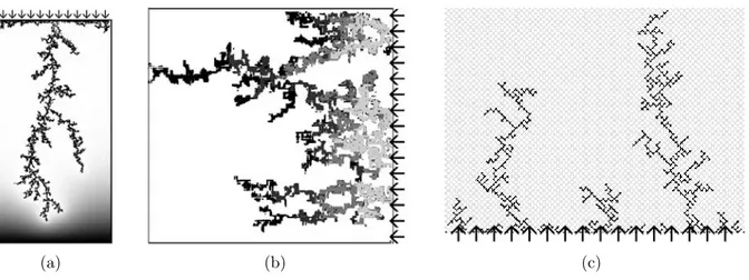 Fig. 1.21 – Images typiques de digitation visqueuse obtenues : (a) expérimentalement dans un milieu poreux constitué d’un réseau de billes coincées entre 2 plaques de verre par Løvoll et al