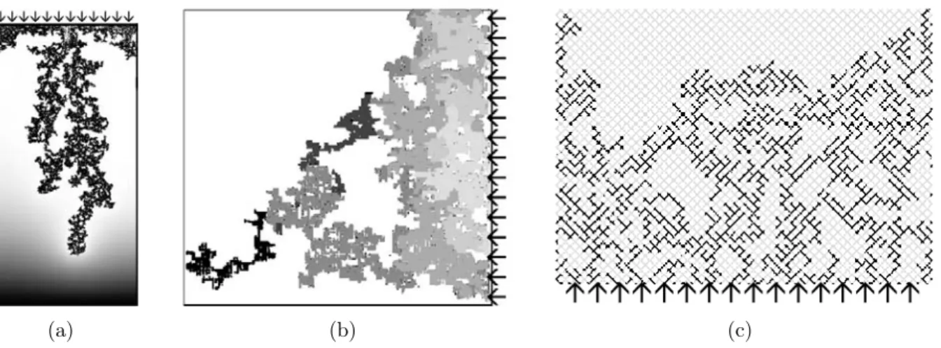 Fig. 1.22 – Images typiques de digitation capillaire obtenues : (a) expérimentalement dans un milieu poreux constitué d’un réseau de billes coincées entre 2 plaques de verre par Løvoll et al