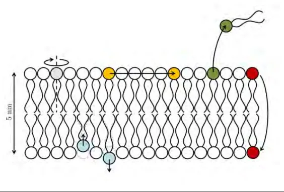 Figure 3.7: Les différents mouvements de lipides dans une membrane. Les molécules tournent sur elles-mêmes (violet), diffusent latéralement (orange), passent d’un feuillet à l’autre (rouge) ou sont même expulsées de la membrane (vert)