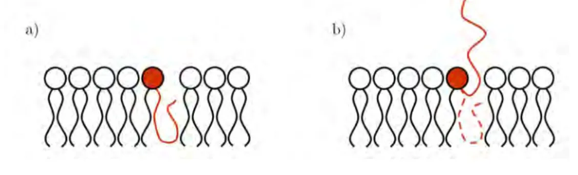 Figure 3.14: « Splaying » ou conformation étendue d’un lipide. La molécule pointent dans deux directions opposés.