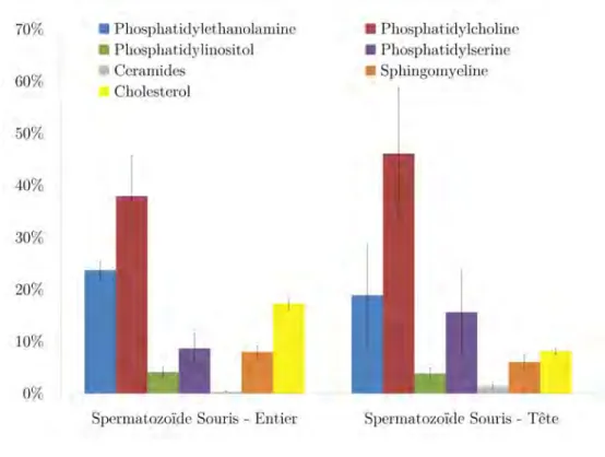 Figure 4.5: Analyse des espèces lipidiques majoritaires dans le spermatozoïde chez la souris (spermatozoïde entier ou seulement la tête – N = 4).