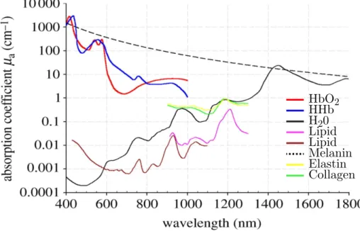 Figure 1.1 – Absorption coefficient spectra of endogenous tissues chromophores (taken from [11])