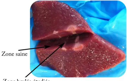 Figure 2.6 – Photographie d’un échantillon de foie ayant subi une brûlure par HIFU. Conclusion