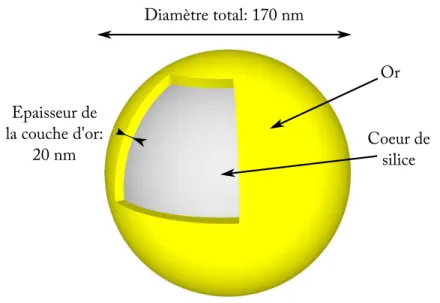 Figure 3.3 – Schéma des nanoparticules cœur-coquille utilisées pour cette étude. Les nanoparticules sont constituées d’un cœur de silice de 130 nm (± 20 nm) de diamètre recouvert d’une couche d’or de 20 nm (± 10 nm).