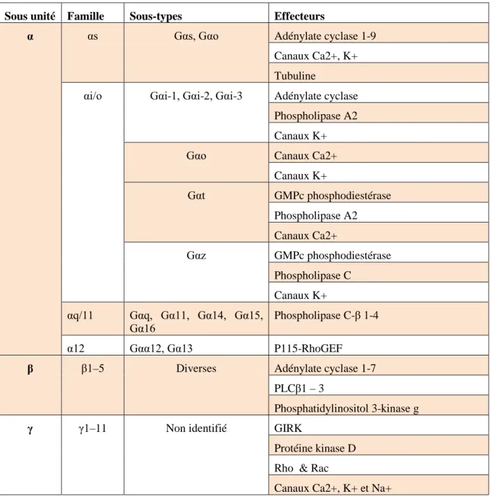 Figure 3 : Les principales sous-unités de la protéine G hétérotrimérique et leurs effecteurs  cellulaires