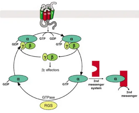Figure 6: Le cycle d’activation de la protéine G hétérotrimérique. La conversion de la protéine G  hétérotrimérique de l’état inactif (liant le GDP) à l’état actif (liant le GTP) se fait par le récepteur qui  agit en tant que protéine GEF
