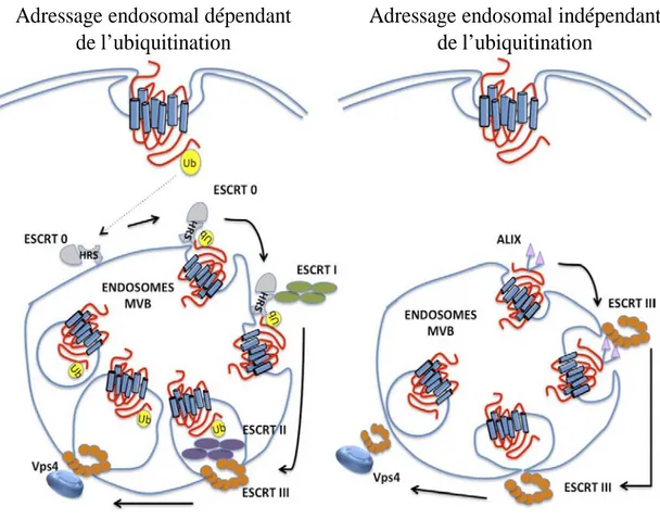 Figure 8 : Adressage endosomale dépendant et indépendant de l’ubiquitination. L’ubiquitination  du RCPG entraine la prise en charge de ce dernier par la machinerie ESCORT vers la voie de  dégradation dans les lysosomes