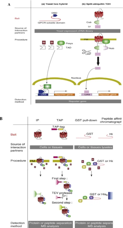Figure 14 : Les principales techniques génétiques et protéomiques utilisées pour l’identification  des partenaires d’interaction associés aux récepteurs couplés aux protéines  G