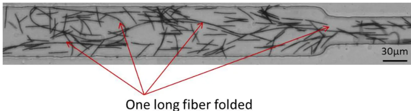 Figure 3.5: Case of a very long fiber (several centimeters) fabricated in the connecting tubings used to introduce the solutions and flowing inside the channel