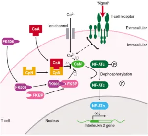 Figure 4. Mécanisme d’action des anticalcineurines tiré de Stepkoswki (26). 