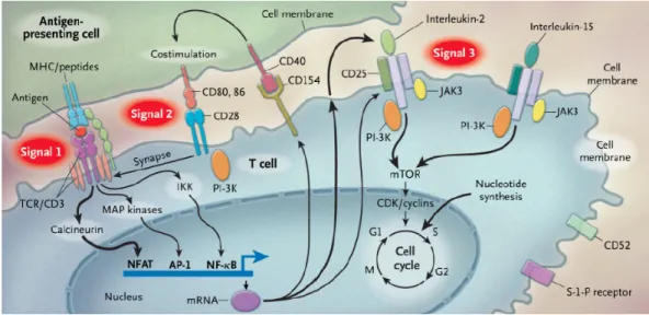 Figure 5. Activation lymphocytaire tiré de Halloran (8). 