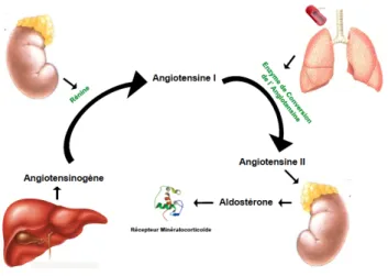 Figure 9. Le système Rénine-Angiotensine-Aldostérone. 