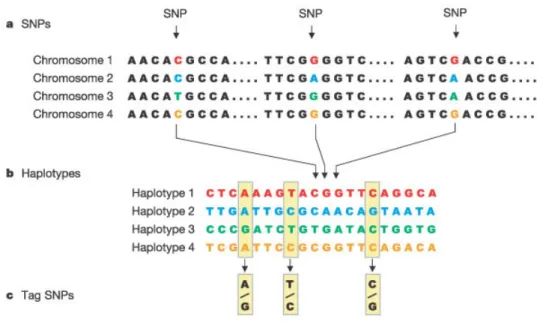 Fig. 1.5 – a) SNP : exemple d’un tronçon d’ADN observé chez 4 sujets différents. La séquence nucléotidique est globalement identique à l’exception de 3 bases où l’on observe une variation