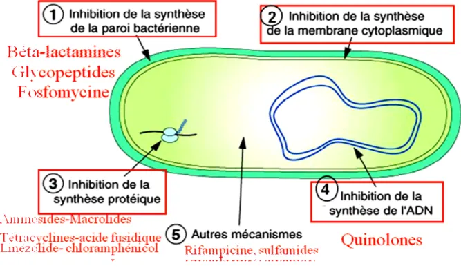 Figure 1 : Différents mécanismes de résistance des bactéries 