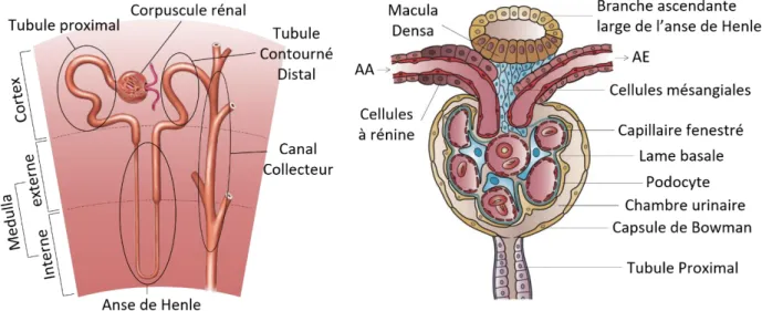 Figure 2: Schéma d’un néphron dans les zones du parenchyme rénal (à gauche) et schéma  d’une coupe de corpuscule rénal (à droite, modifié depuis l’illustration d’Holly Fischer) 