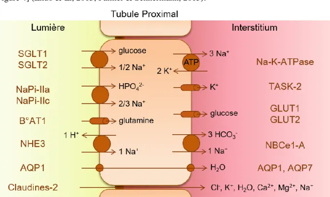 Figure 4: Schéma des principales voies de réabsorption du tubule proximal et des  principaux transporteurs impliqués (d’après Zhuo &amp; Li, 2013; Blaine et al., 2015) 