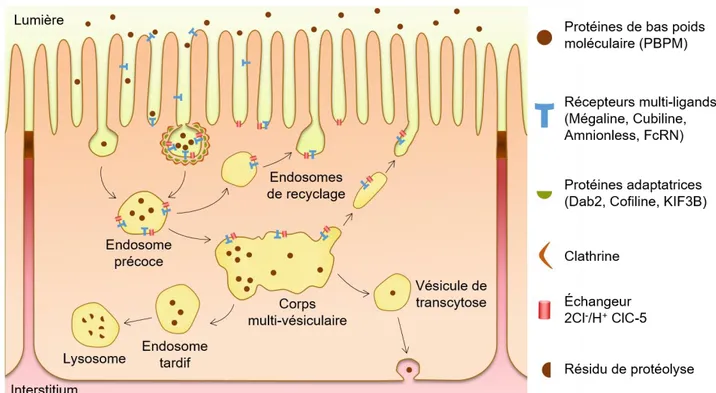 Figure 5: Schéma des voies d’endocytose des protéines de bas poids moléculaire par le tubule  proximal (d’après Nielsen et al., 2016; Dickson et al.,2014; Eshbach &amp; Weisz, 2017) 