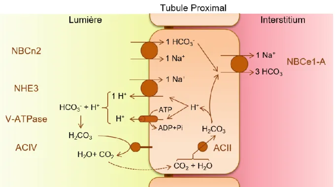 Figure 6: Schéma des voies de sécrétion des protons et de réabsorption du bicarbonate par le  tubule proximal (d’après Guo et al., 2017; Curthoys &amp; Moe, 2014 ; Hamm et al., 2015) 