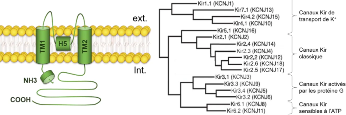 Figure 10: Schéma de la structure secondaire type (à gauche, d'après Hibino et al., 2010) et  arbre phylogénétique (à droite, modifié depuis Hibino et al., 2010) des sous-unités Kir 