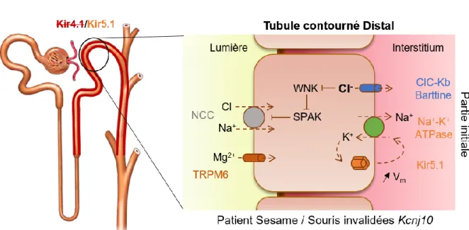 Figure 15: Schéma de l'altération des transports du tubule contourné distal dans le  syndrome SeSAME (d'après Scholl et al., 2009; Welling et al., 2016; Su &amp; Wang, 2016) 