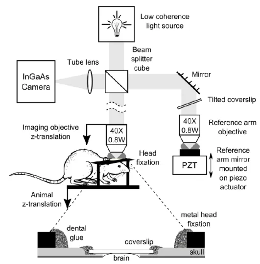 Figure  2-1.  Ff-OCT  setup  and  sample  preparation.  Light  from  a  low -coherence  source  enters  a  Linnik  interferometer