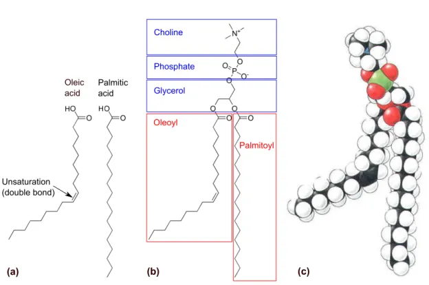 Figure 1.2: (a): Chemical formulas of two different fatty acids, a mono-unsaturated one (oleic acid) and a saturated one (palmitic acid)