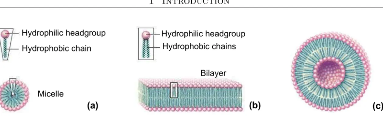 Figure 1.4: Simple examples of supramolecular structures formed by amphiphilic molecules in water