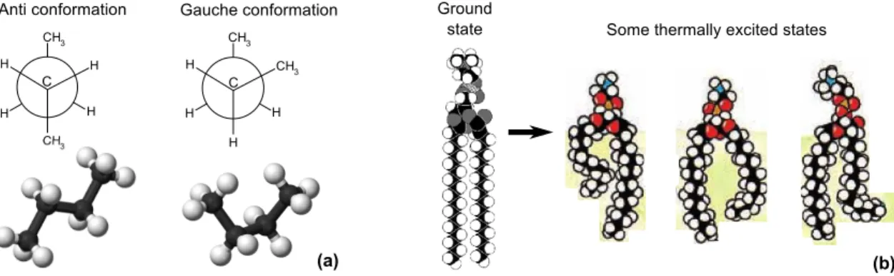 Figure 1.6: (a): Anti and gauche conformations of butane: the anti conformation has a lower energy than the gauche one (black spheres: carbon atoms; white spheres: hydrogen atoms)