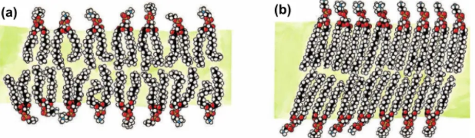 Figure 1.7: Sketches of a lipid bilayer membrane composed of saturated phospholipids. (a): Liquid phase