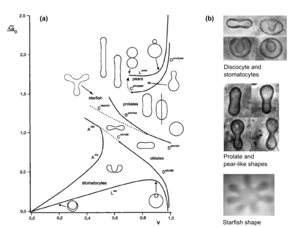 Figure 1.12: (a): Phase diagram of equilibrium vesicle shapes in the ∆a 0 , v plane, as