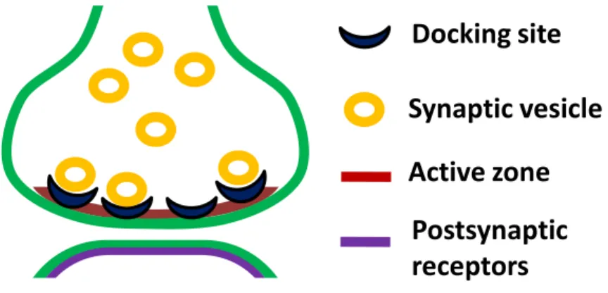 Figure  1-1.  Vesicular  release  model  for  a  single  synaptic  contact  between  cerebellar MLIs