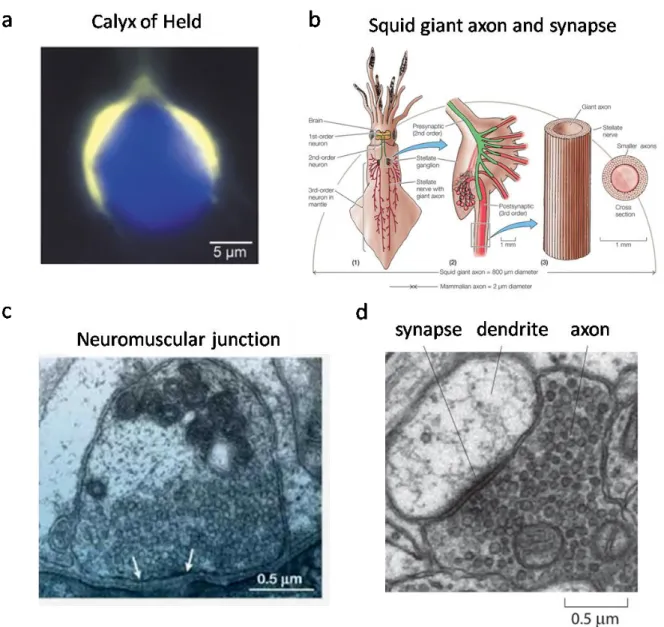 Figure 1-2. Traditional synapses used as synaptic transmission models and a typical central synapse