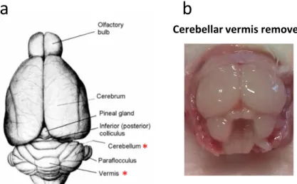 Figure 6-2. Dorsal and caudal view of the rat brain. 