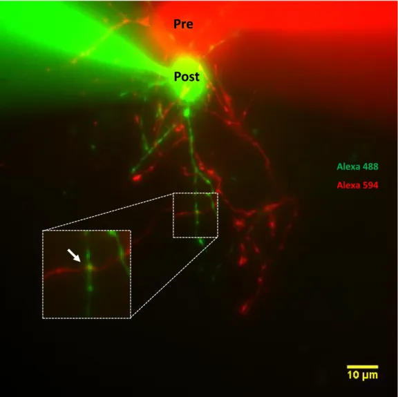 Figure  6-3.  Fluorescence  image  and  synaptic  site  localization  of  a  synaptically  connected pair of MLIs