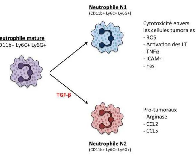 Figure 1.9 : Deux états d’activation des neutrophiles : N1 anti-tumoral et N2  pro-tumoral