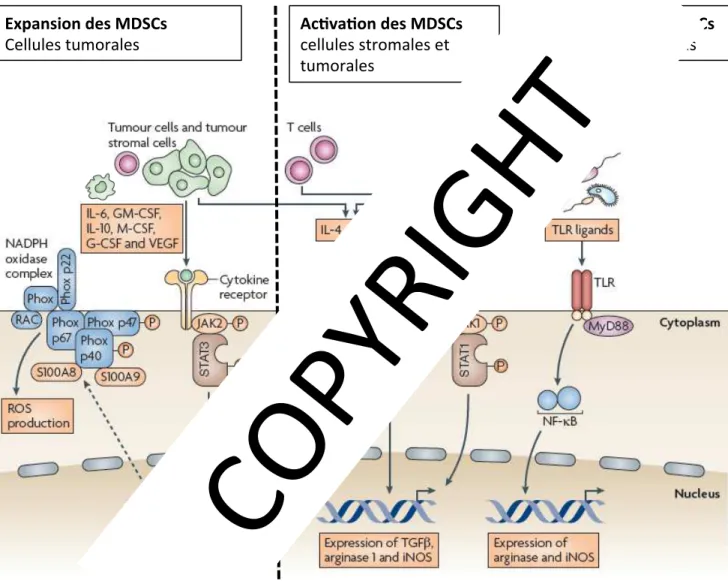 Figure 1.11 : Induction de la prolifération et de l’activation des MDSCs 