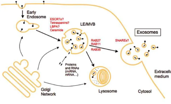 Figure 1.15 : Voie de biogenèse des exosomes et acteurs moléculaires impliqués 