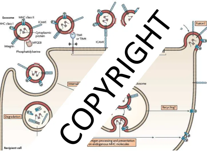 Figure  1.17  :  Mécanismes  d’interaction  entre  les  exosomes  et  une  cellule  réceptrice